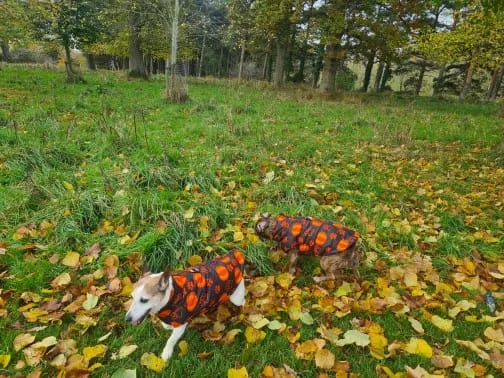 Customer photo review of Warm Whiskers Halloween Pet Vest