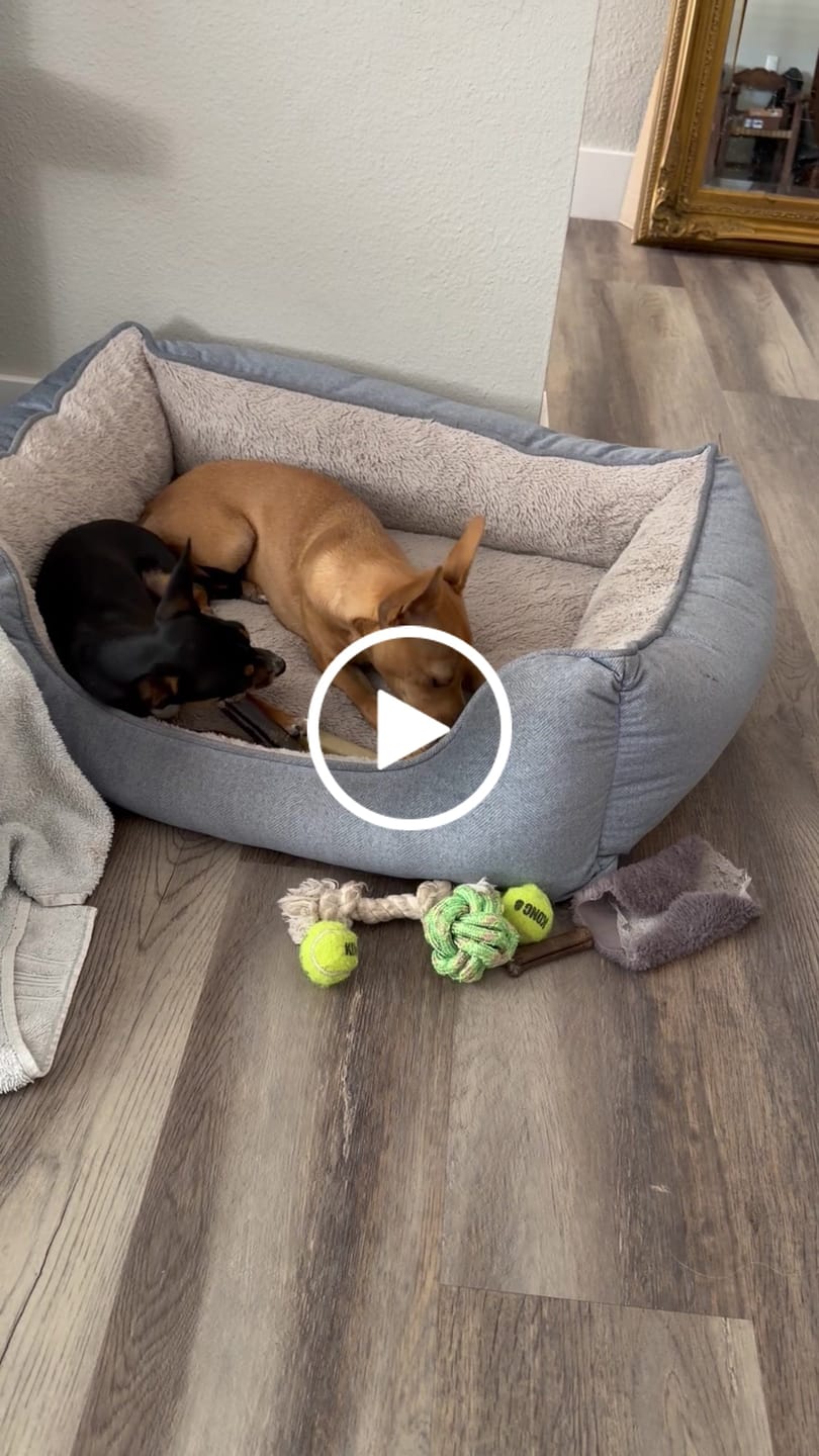 Customer video review of Beef Collagen Sticks 6-Inch | Joint Support & Dental Health Dog Chew