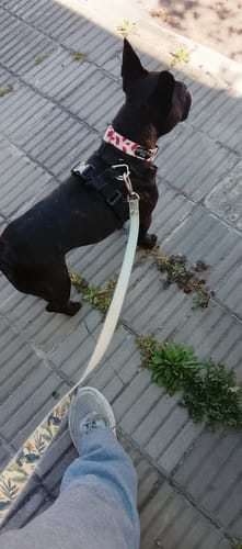 Customer photo review of Collar Sandía (Perro)