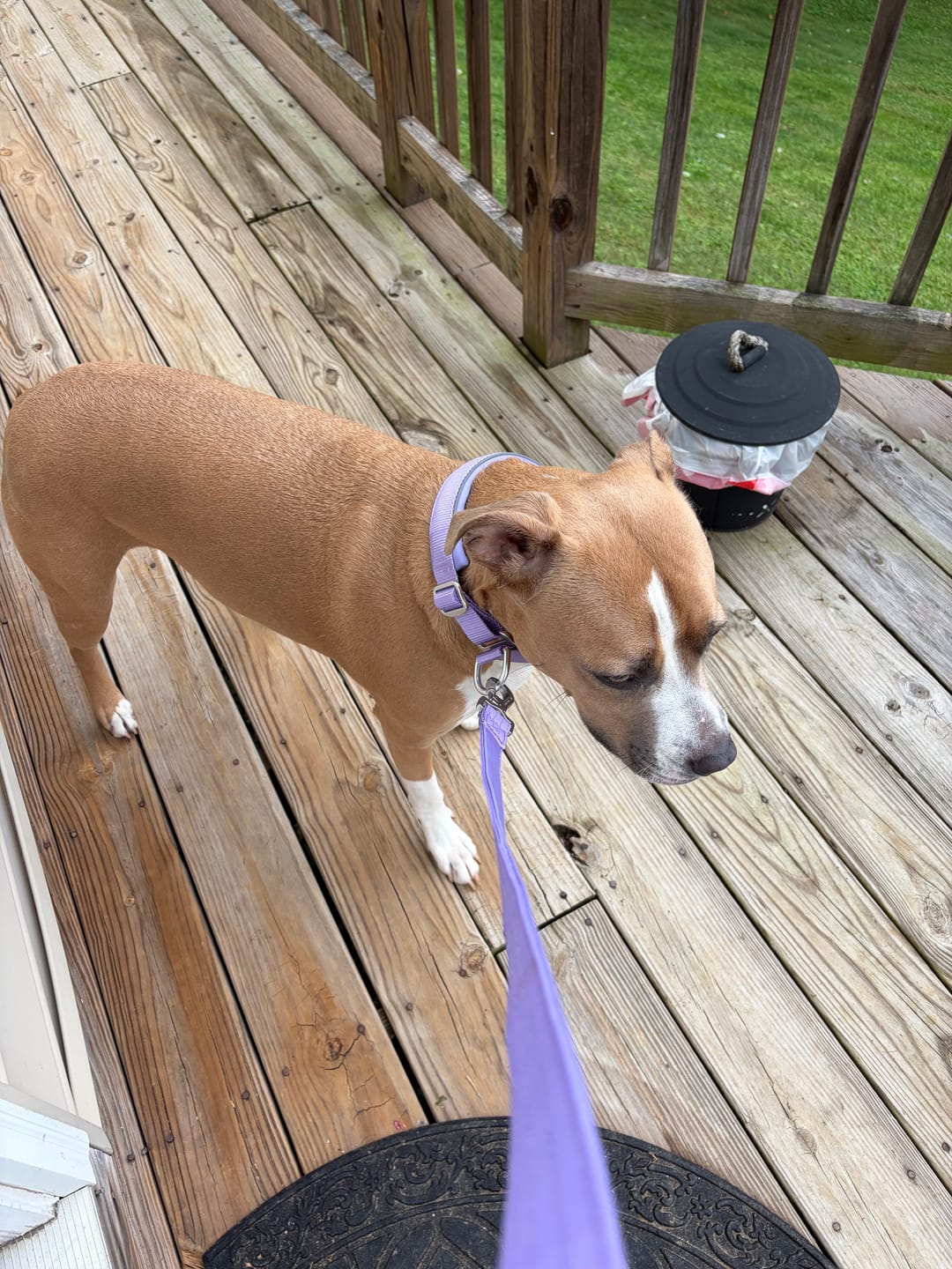 Customer photo review of Cushioned Martingale Collar - Lilac