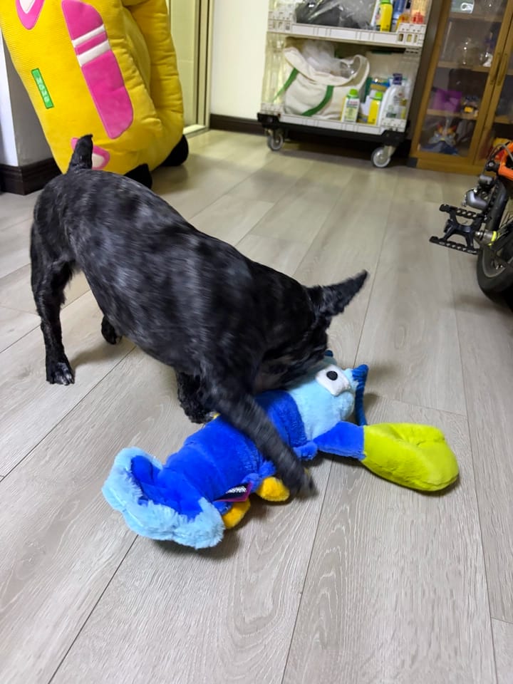 Customer photo review of Pull-Pull Lobster - Plush Tug Dog Toy with Rope Handle & Treat Pocket