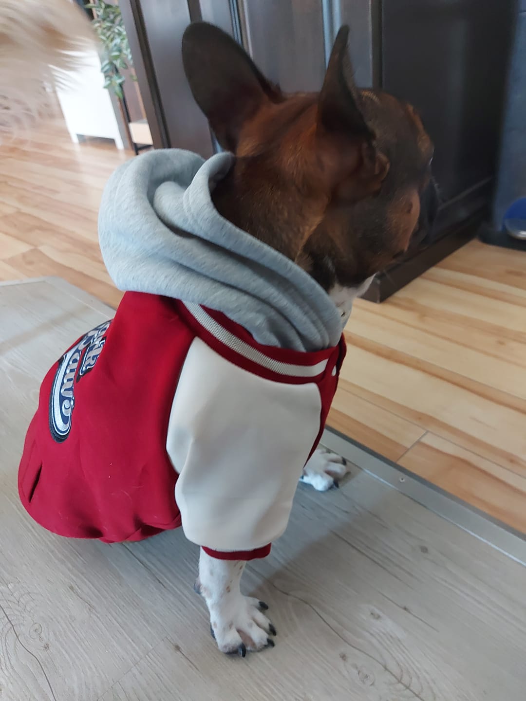 Customer photo review of Dog Varsity Jackets