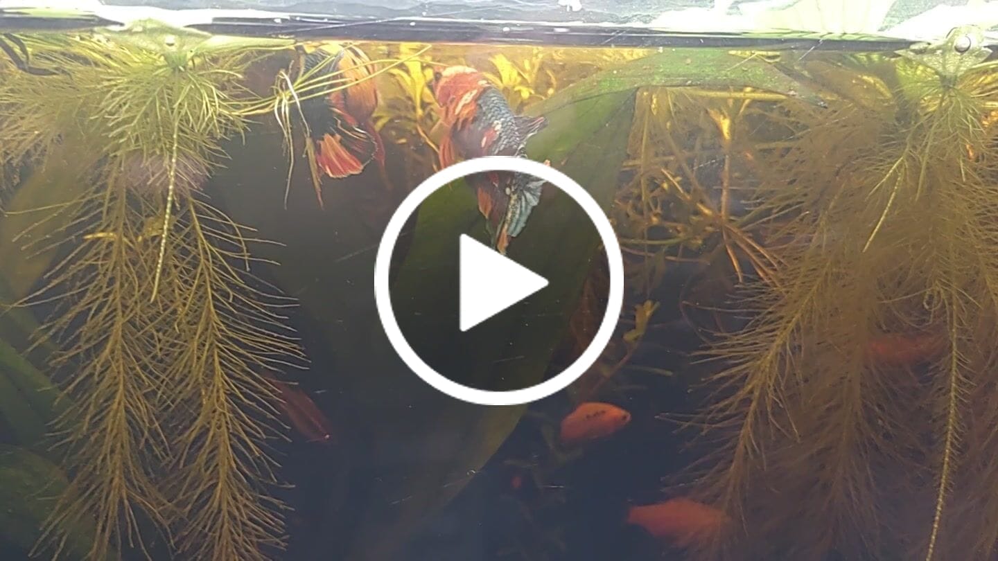 Customer video review of Female Giant Betta Fish