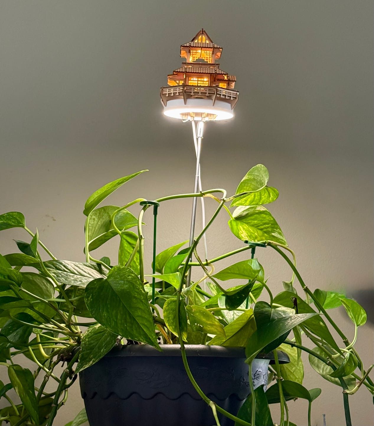 Customer photo review of Sunrise Terrace + Grow Light