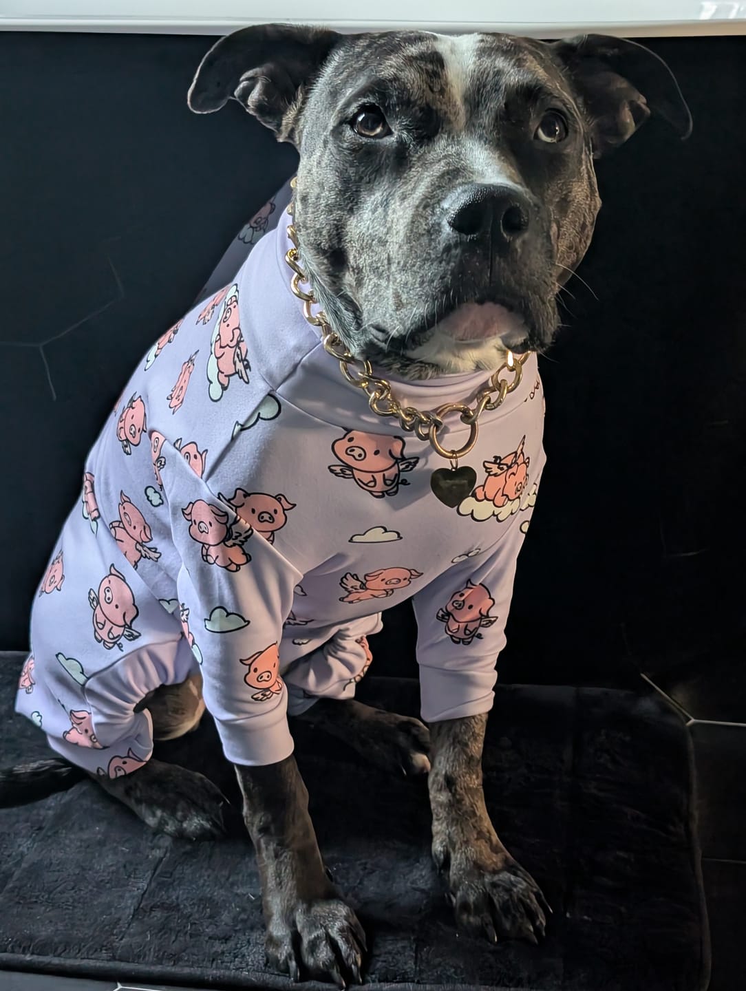 Customer photo review of Dog Pajama - When Pigs Fly