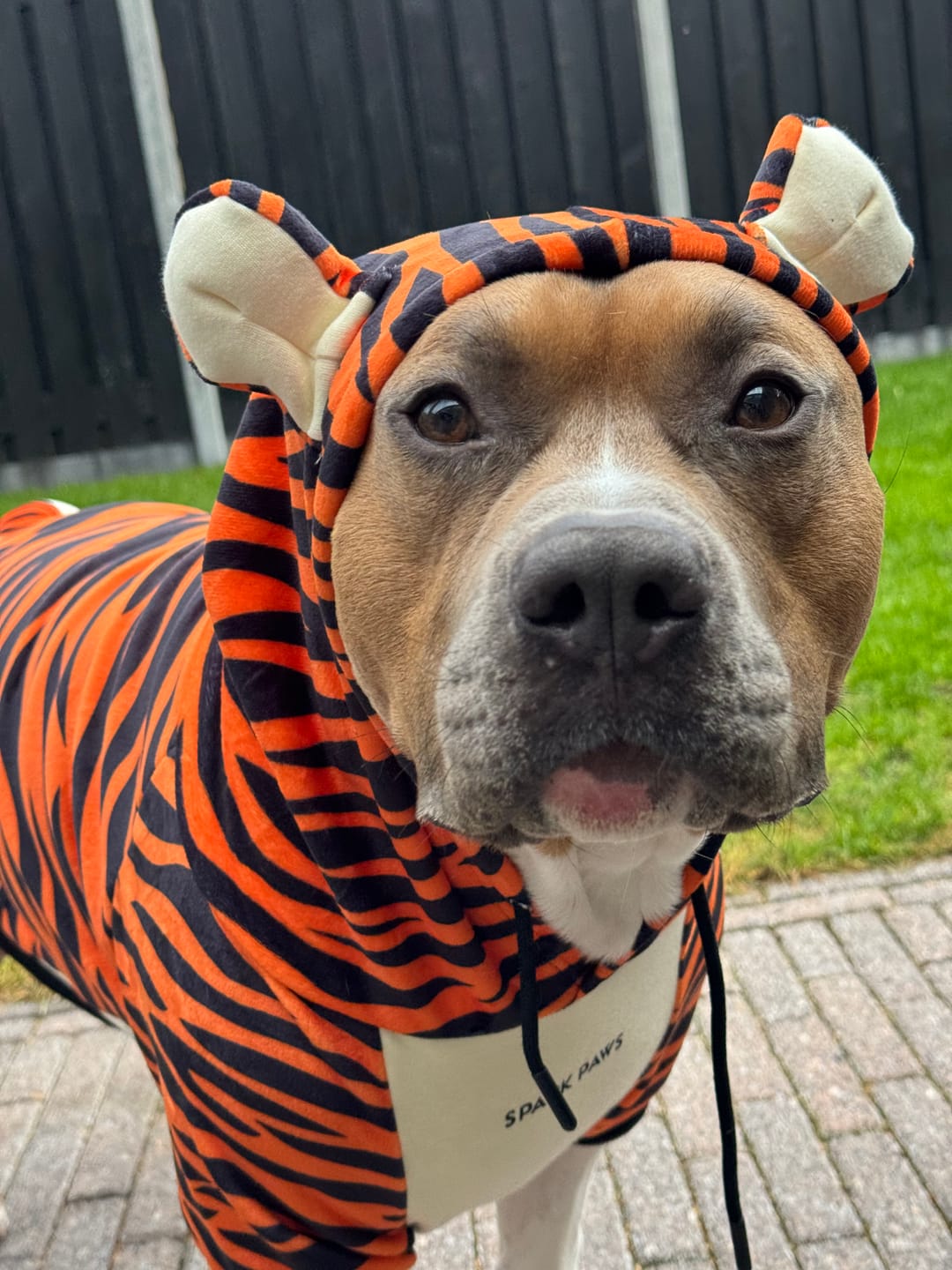 Customer photo review of Halloween Dog Hoodie - Tiger