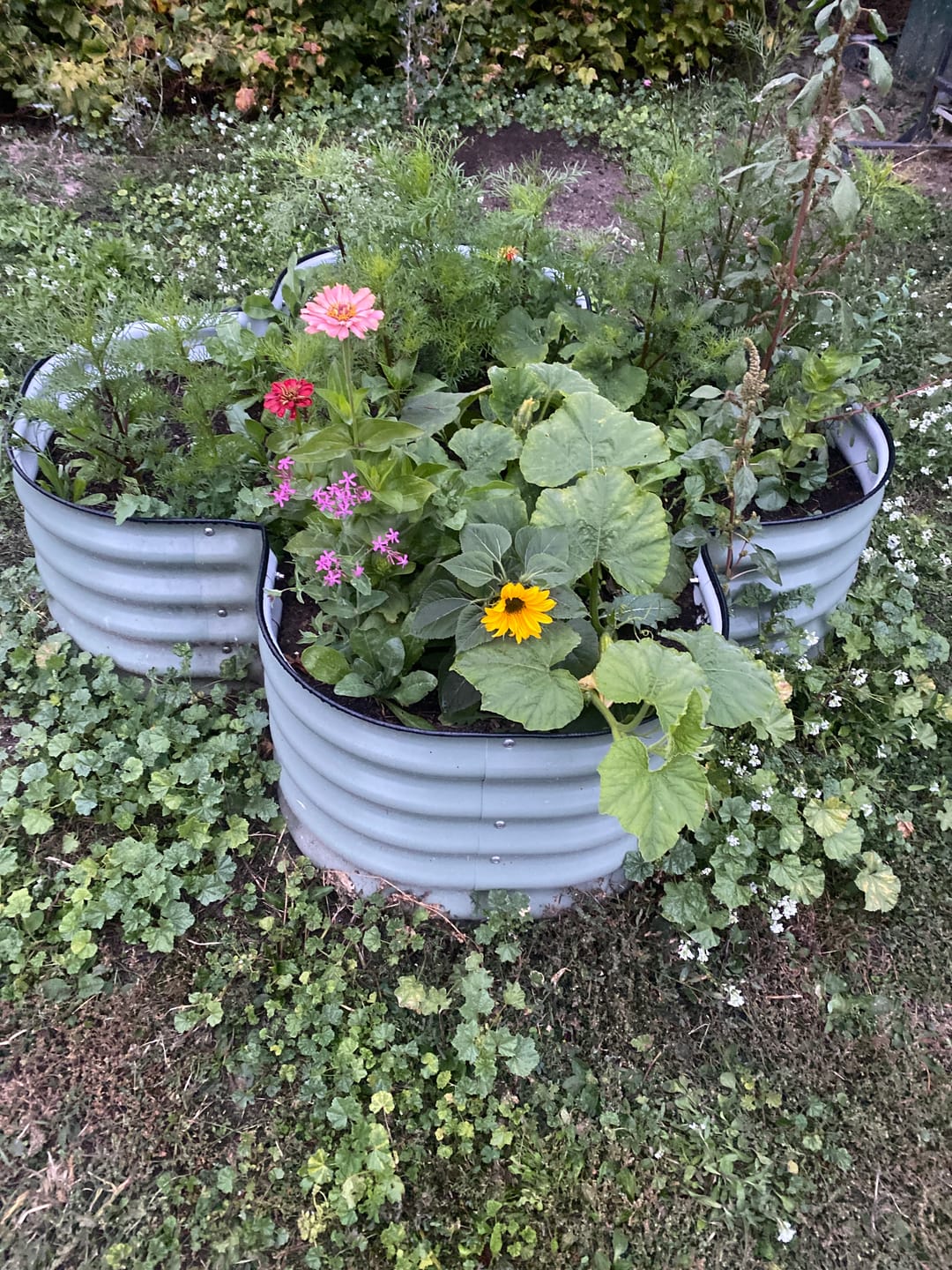 Customer photo review of 17" Tall Four Leaf Clover