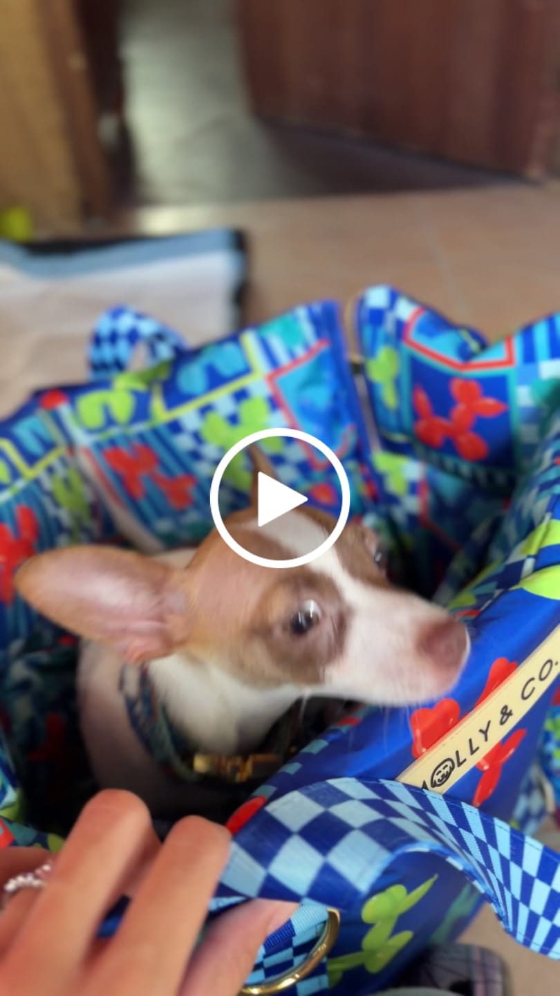 Customer video review of Neon Pop - Dog Travel Bag