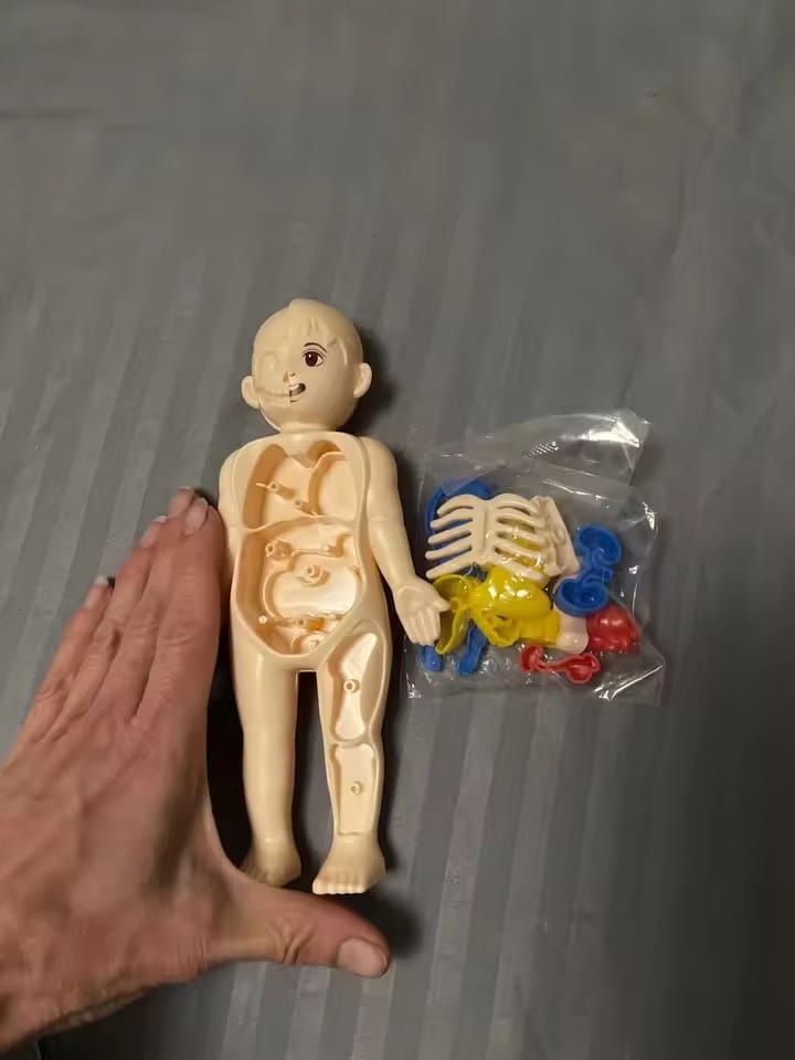 Customer photo review of Anatomiemodell Lernspielzeug | Menschlicher Körper zum Auseinandernehmen STEM Kinder