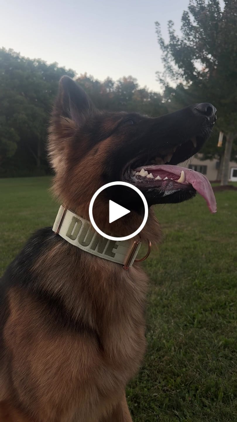 Customer video review of 2" Tacti Luxe Dog Collar - Rose Gold - Honeydew