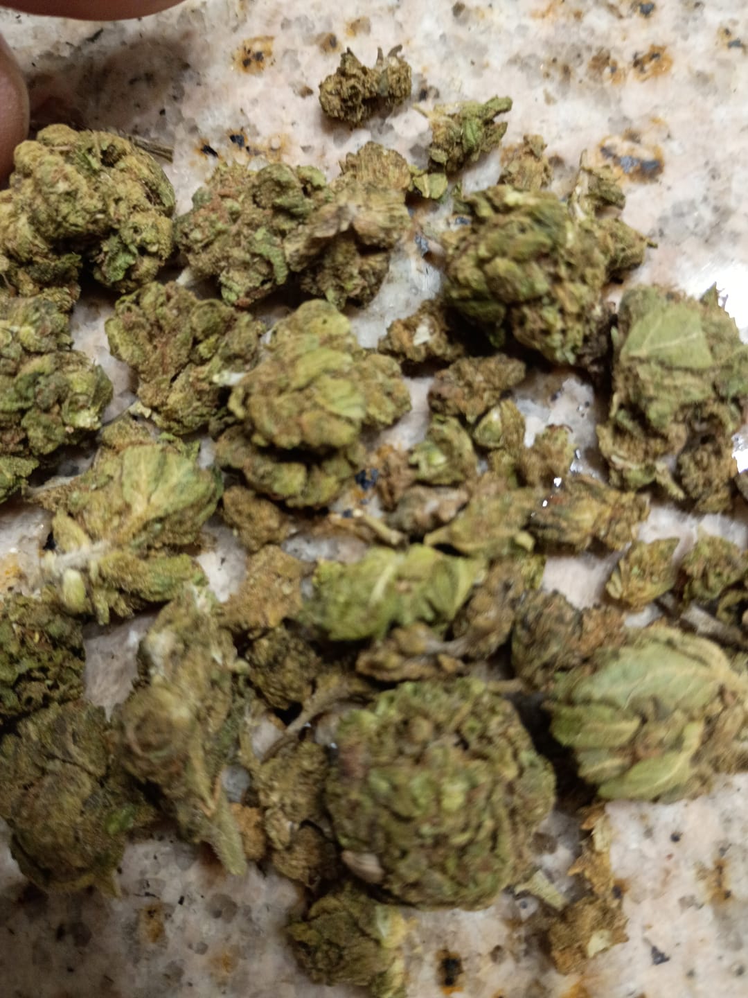 Customer photo review of 1 Oz Cheap THCA Small Buds