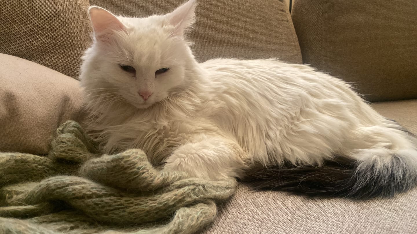 Customer photo review of Croquettes de volaille riches en ingrédients frais (Chat adulte)