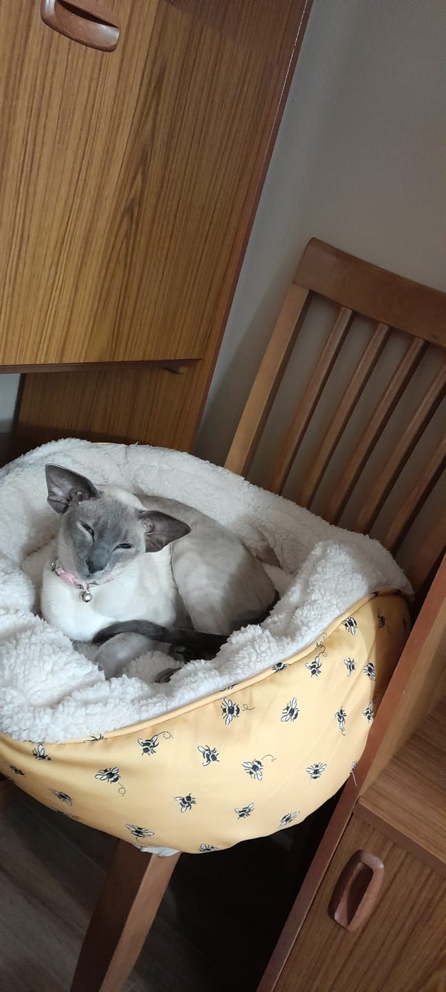 Customer photo review of Probiotic Eye Care Spray for Pets - 100ml