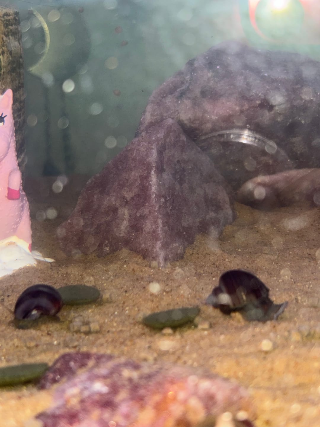 Customer photo review of Purple Mystery Snail