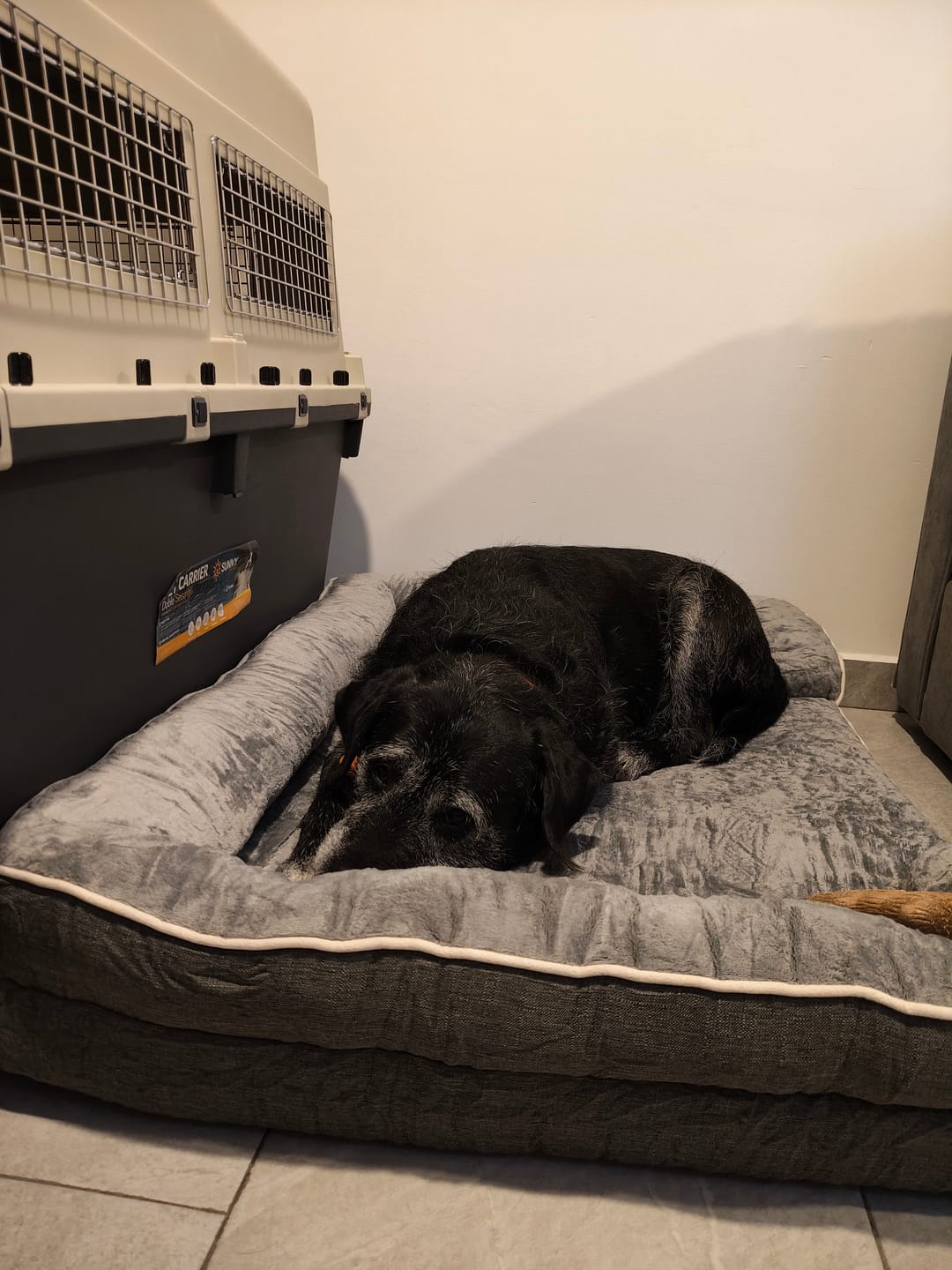 Customer photo review of Cama Ortopédica para Perros