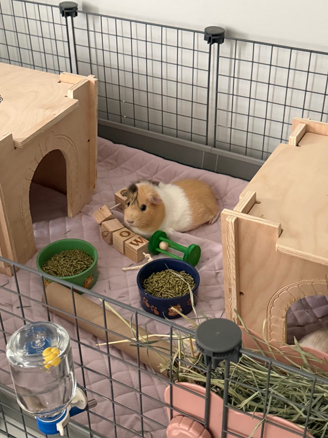 Customer photo review of GuineaDad Premium Liner For Small Animal Cages (No Pocket)