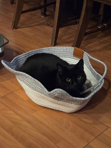 Customer's black cat sitting inside an Instinct Basket on a wood floor.