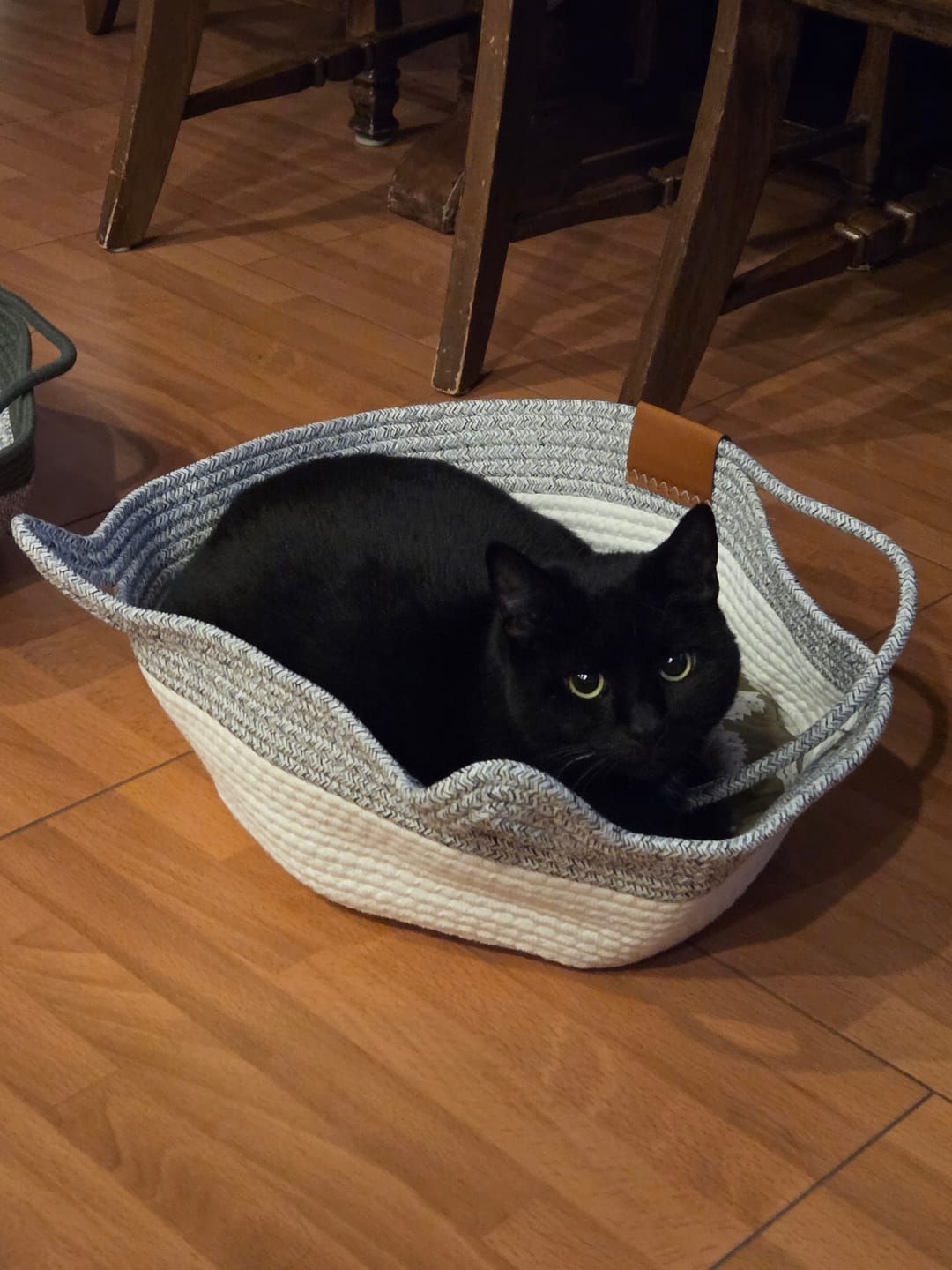 Customer photo review of Instinct Basket | Meet the first research-backed natural territory for indoor cats