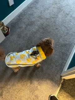 Customer photo review of Rain Jacket - You Quack Me Up!