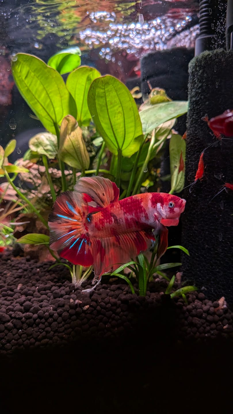 Customer photo review of King Giant Plakat Male Betta Fish | You Pick Fish | High Grade