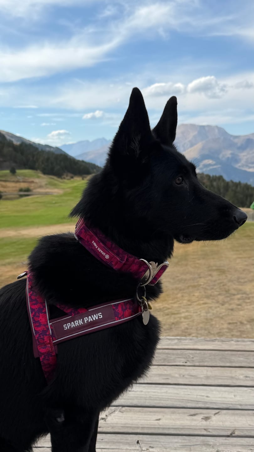 Customer photo review of Grab & Go Harness - Fuchsia Camo