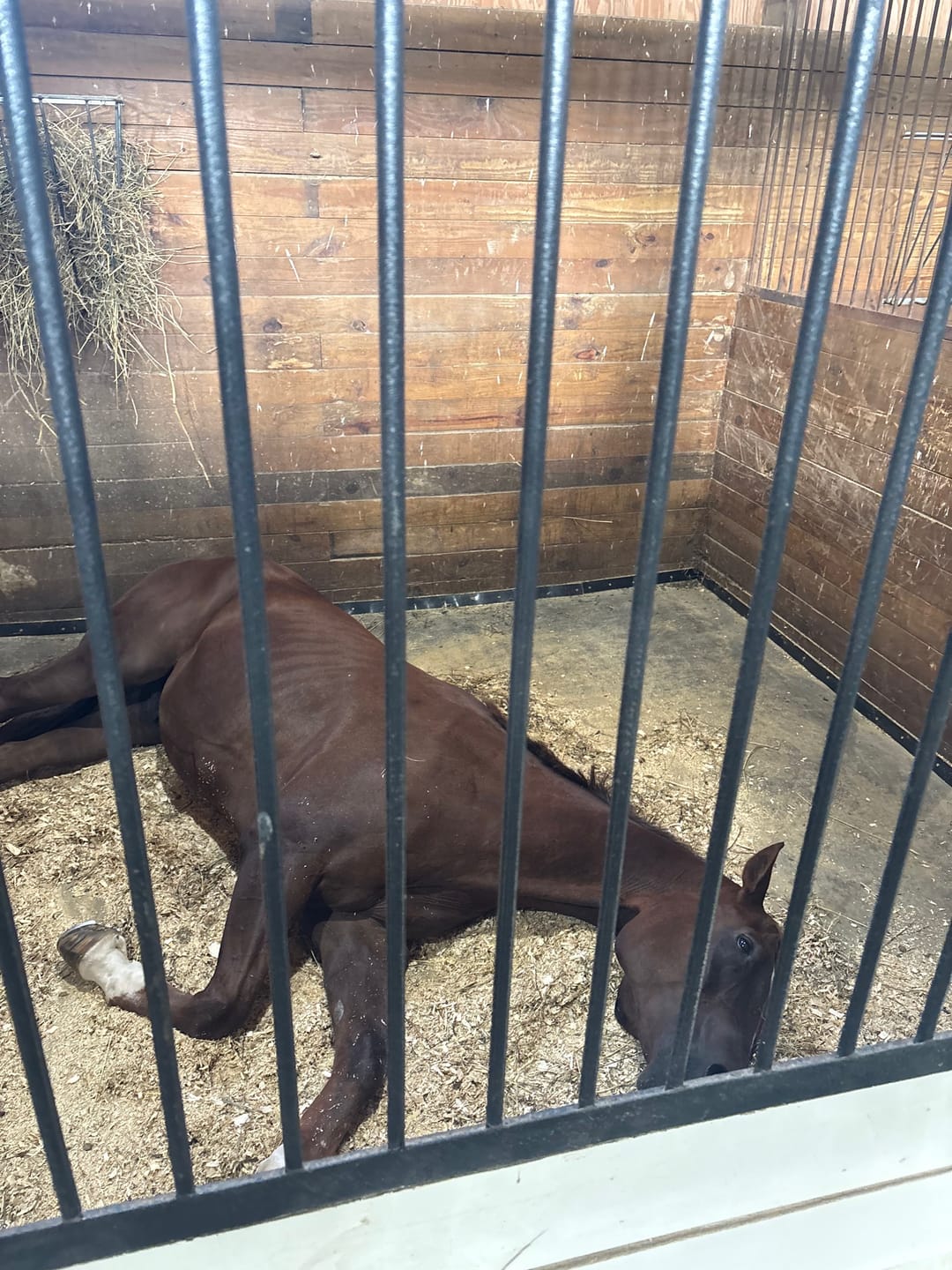 Customer photo review of HealthyMouth® Key Equine Dental Supplement For Horses (Clinically Proven)