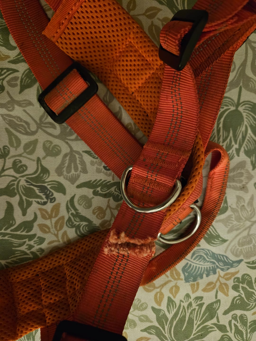 Customer photo review of ParoPet No Pull Dog Harness