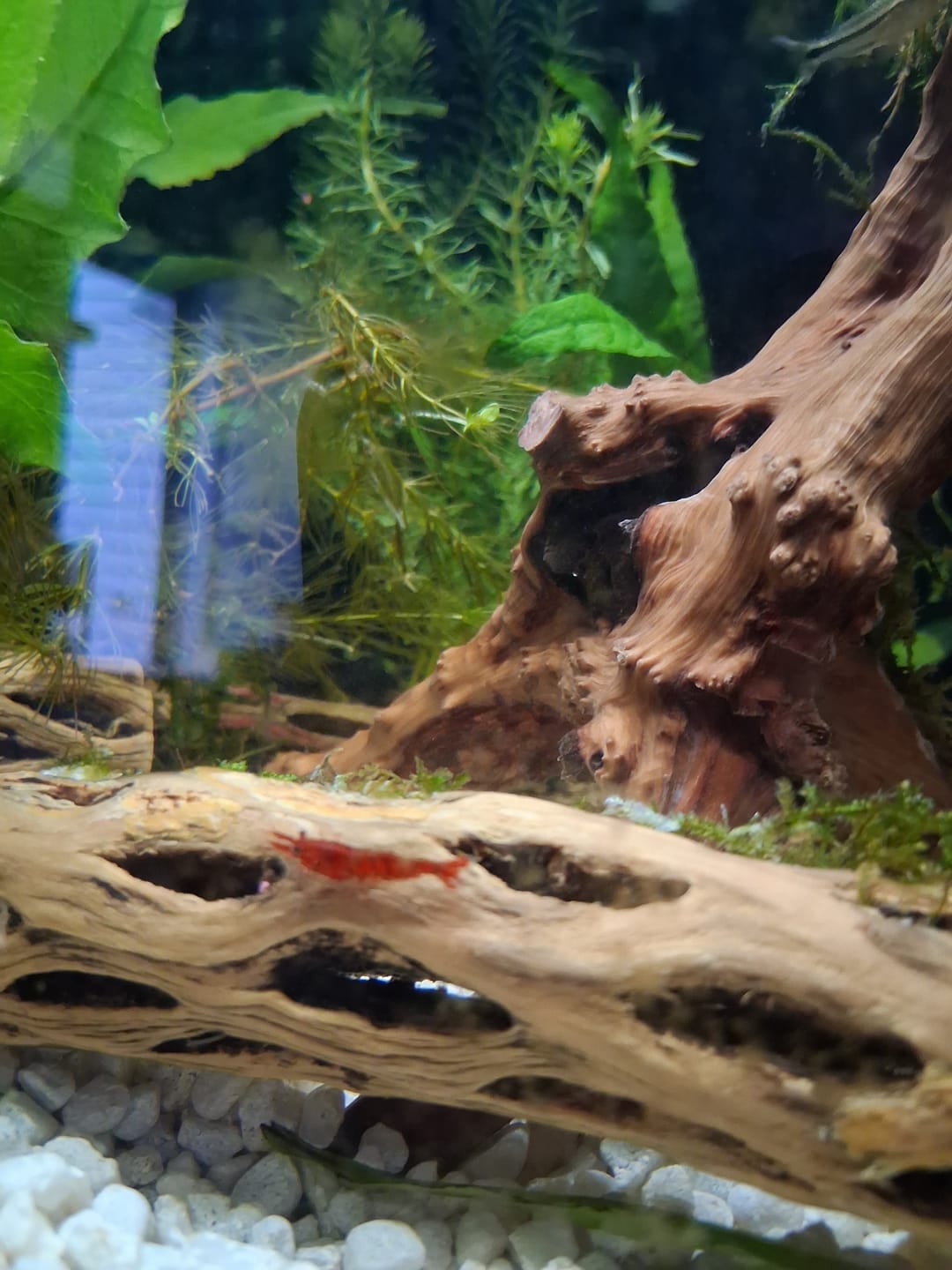 Customer photo review of Fire Red Cherry Shrimp (Bright Red Neocaridina)