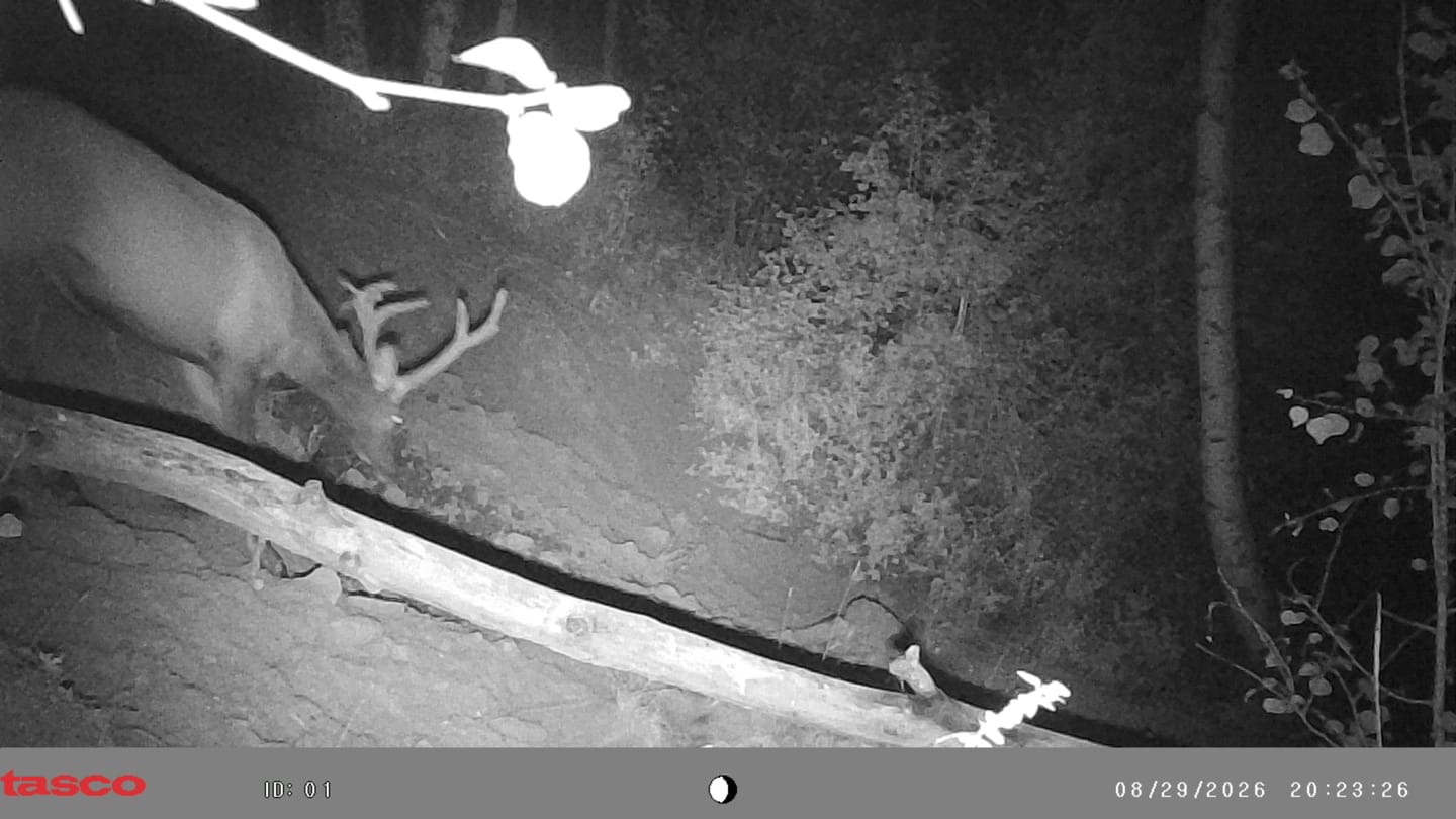Customer photo review of 4 for $50! - Tasco 12MP with Low Glow Infrared Flash Trail Camera