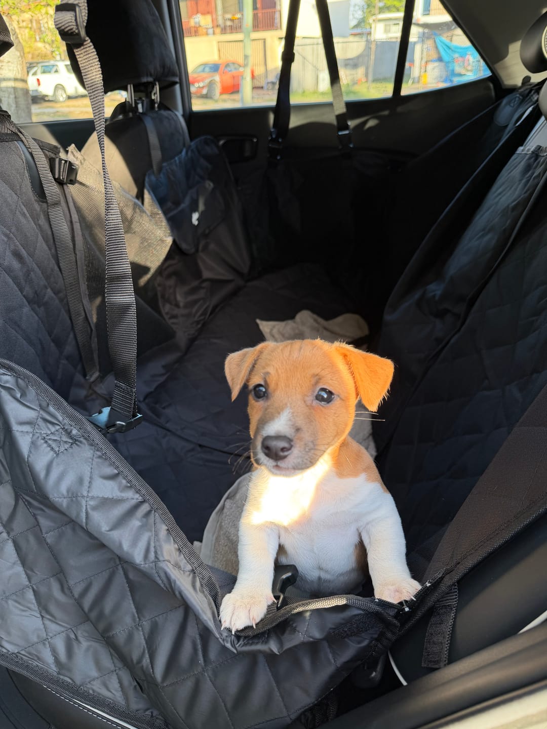 Customer photo review of 4-in-1 Dog Car Seat Cover