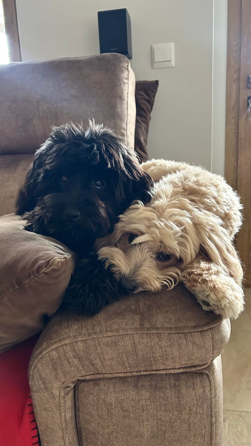 Customer photo review of Grain Free Puppy Salmon & Turkey