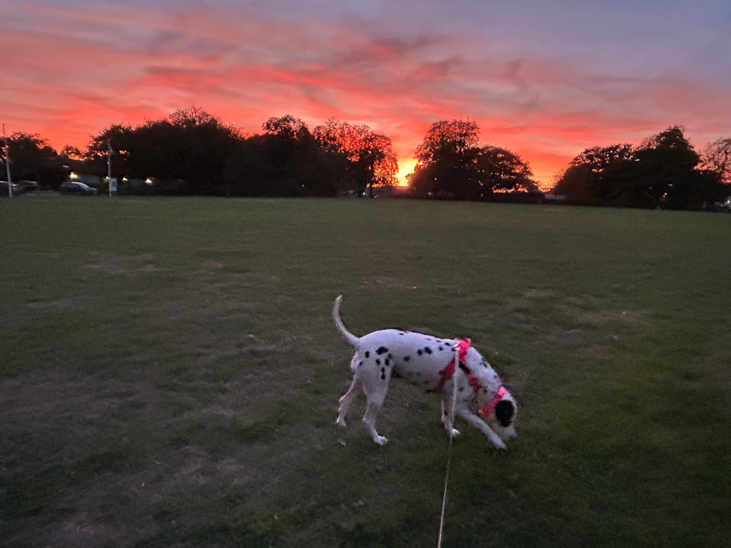 Customer photo review of ParoPet No Pull Dog Harness