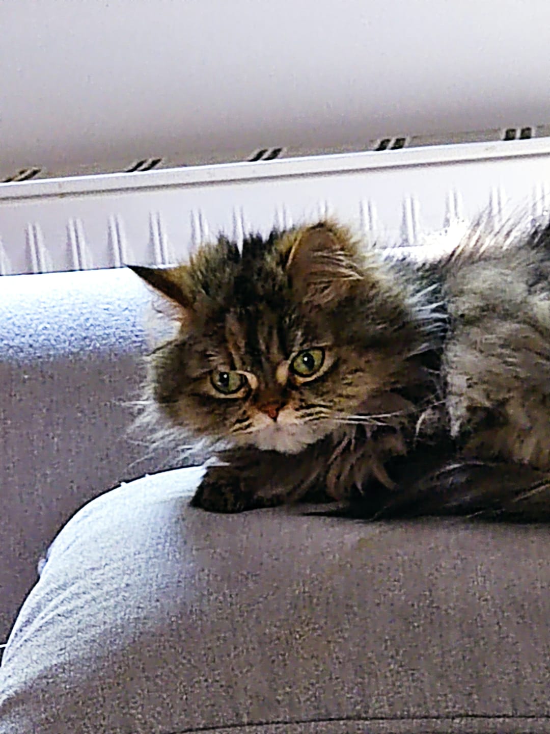 Customer photo review of Naturreines Katzenstreu