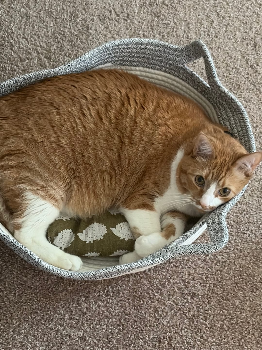 Customer photo review of Instinct Basket | Meet the first research-backed natural territory for indoor cats