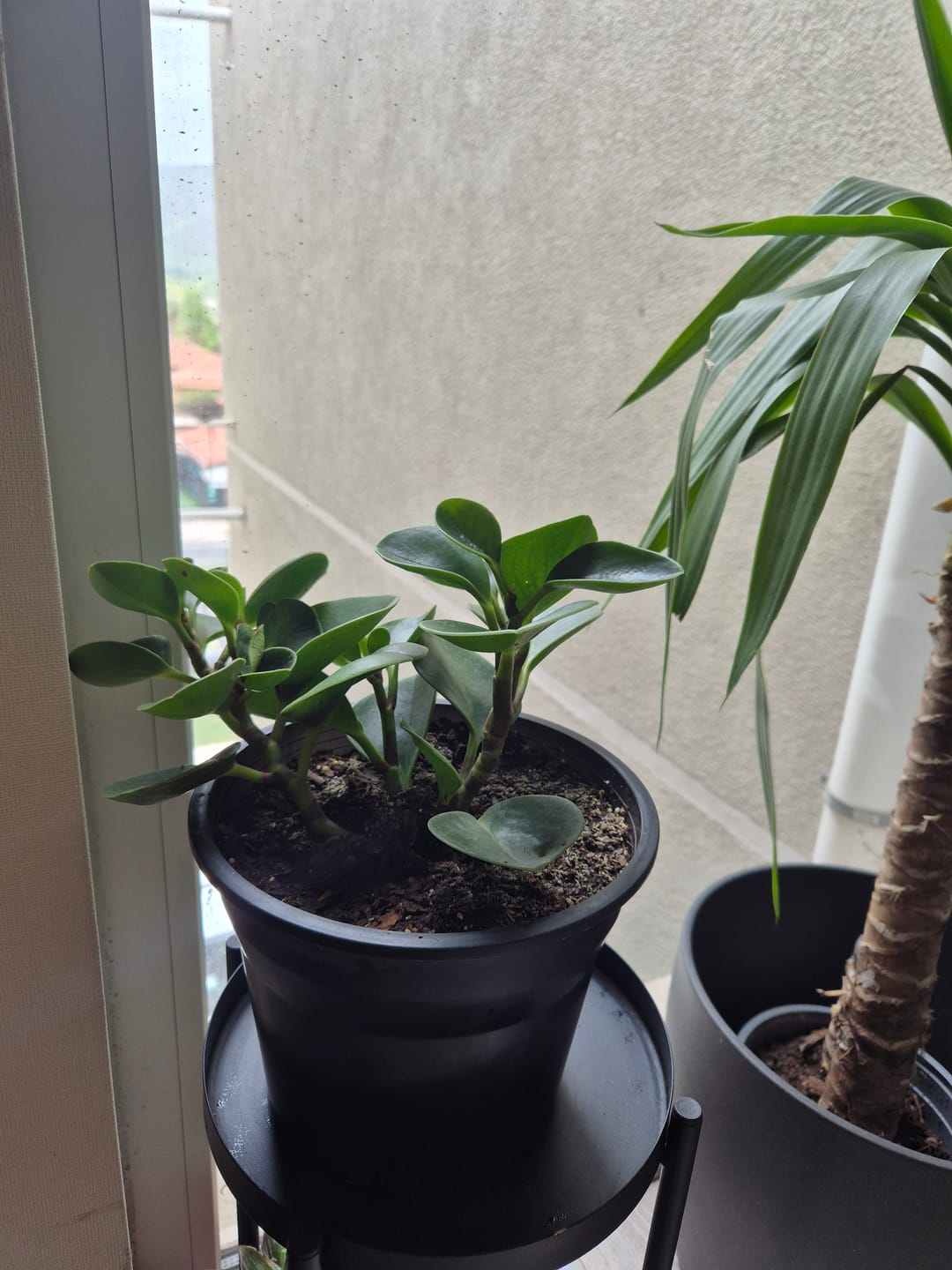 Customer photo review of Peperomia Obtusifolia verde