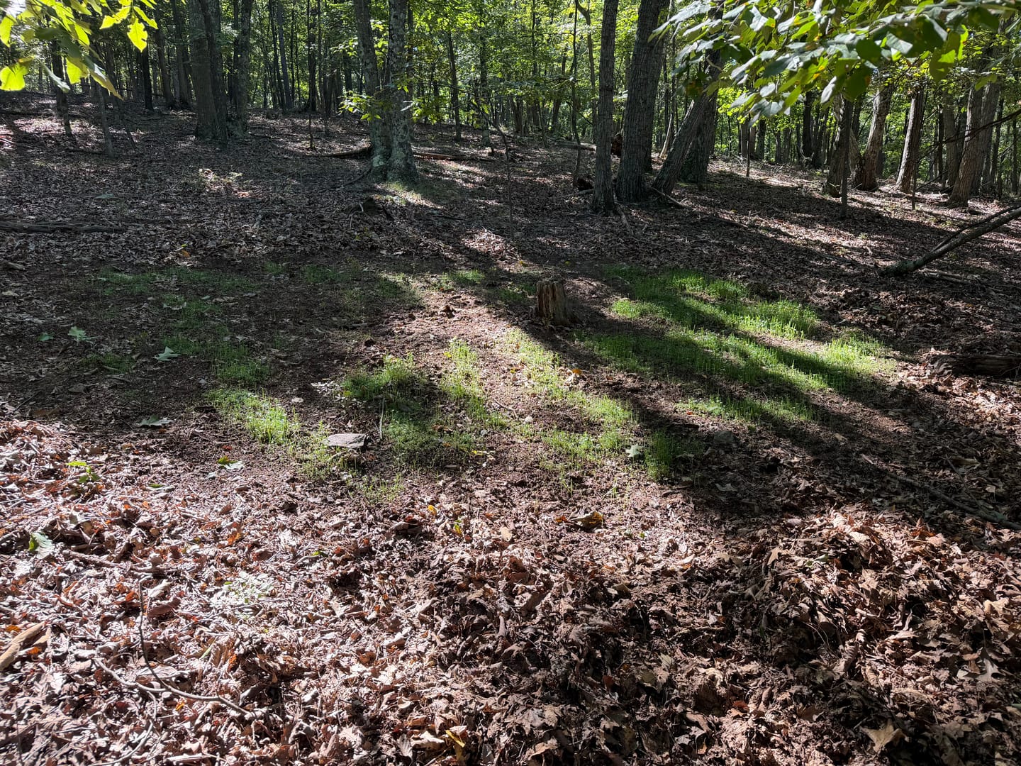 Customer photo review of No Till No Problem