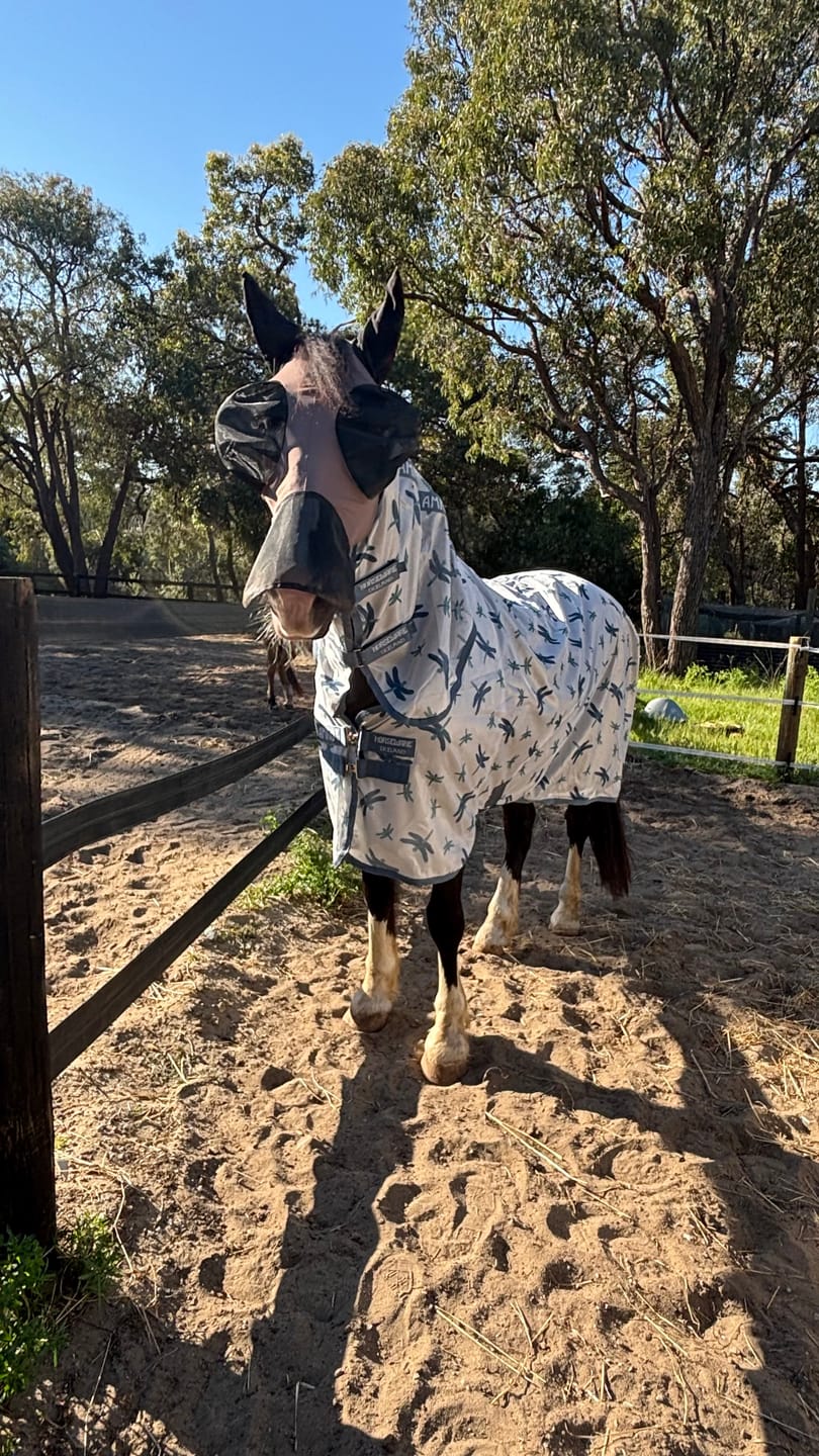 Customer photo review of Amigo Integrated Fly Sheet