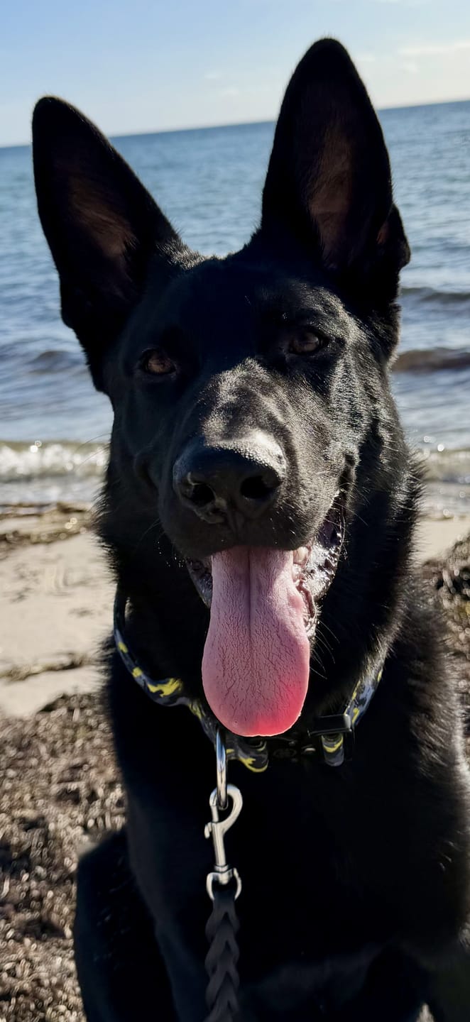 Customer photo review of 4cm Combat® Collar | With Handle & Secure Clip - Lightning