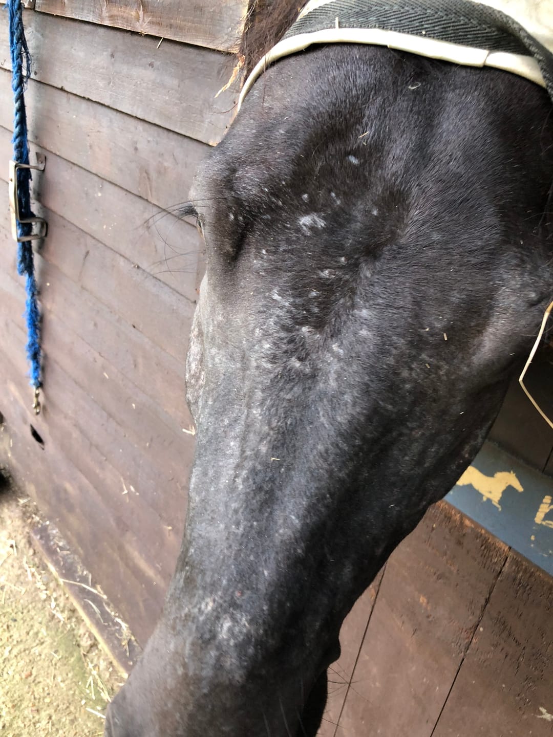 Customer photo review of Horse Gel