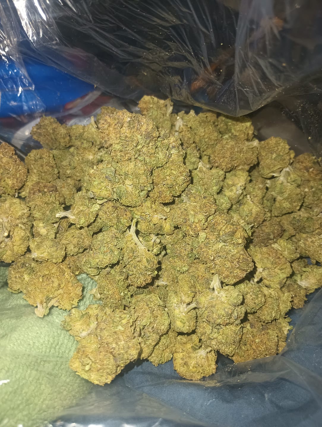 Customer photo review of Bulk THCA Flower Pounds
