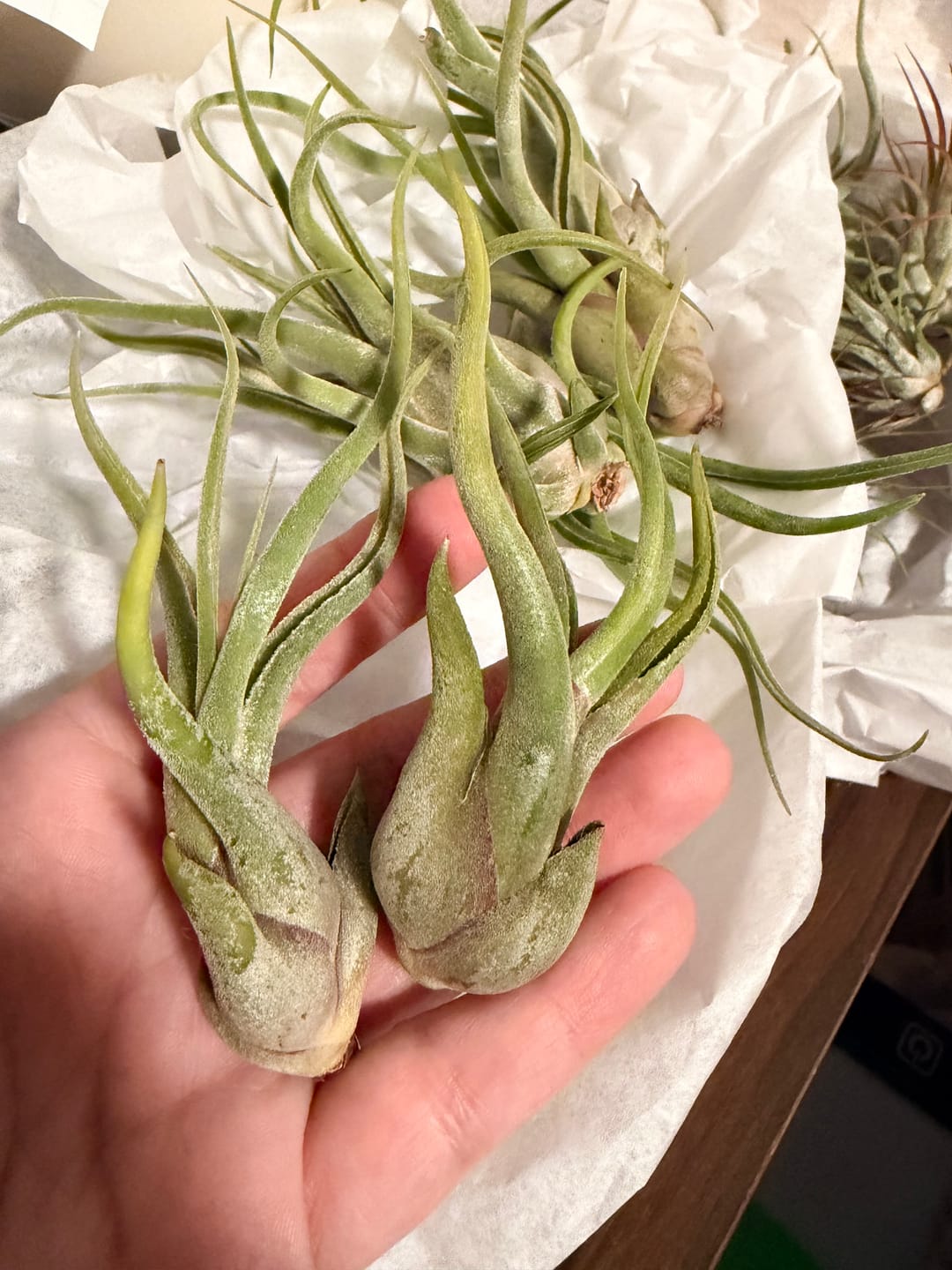 Customer photo review of Wholesale Caput Medusae Small  (Minimum Order 10)