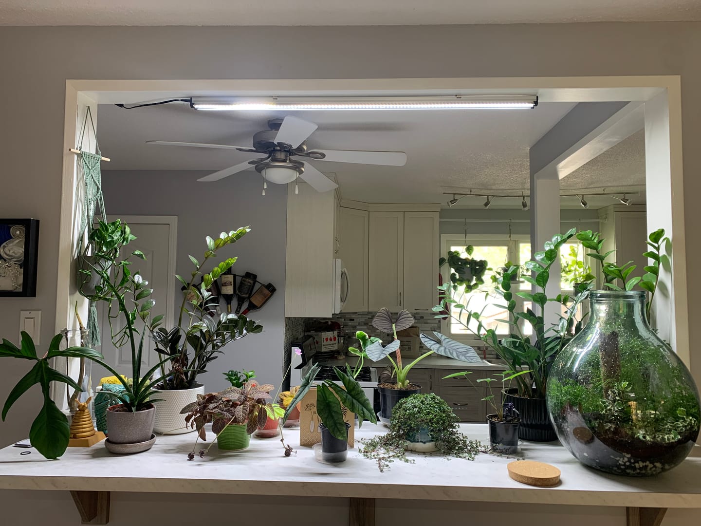 Customer photo review of SunBlaster LED Strip Light High Output 6400K