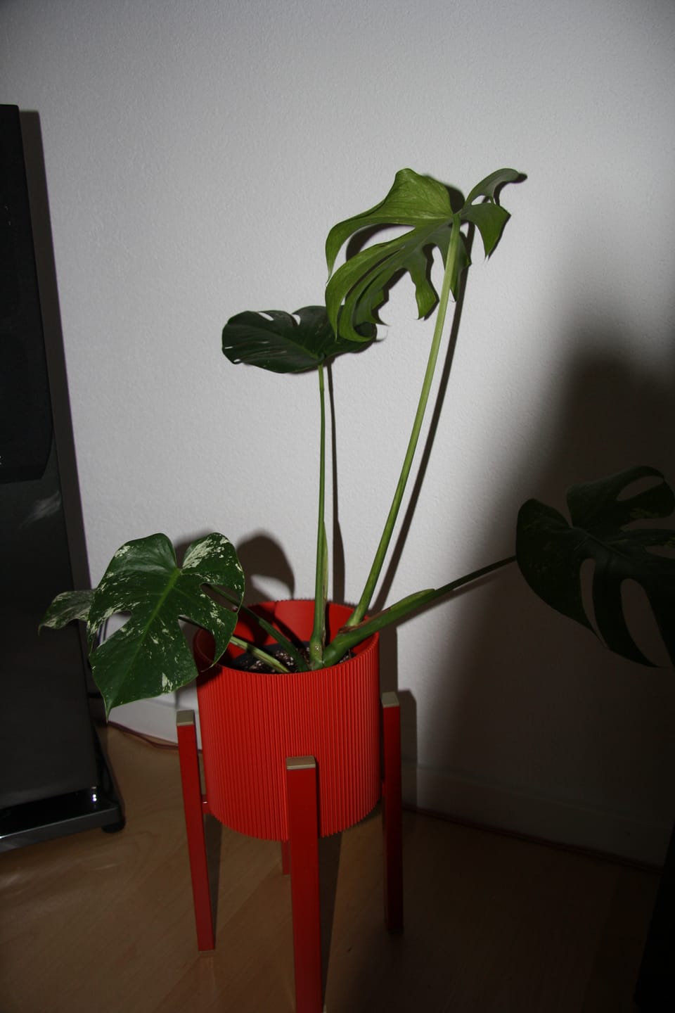 Customer photo review of MONSTERA DELICIOSA VARIEGATA MINT