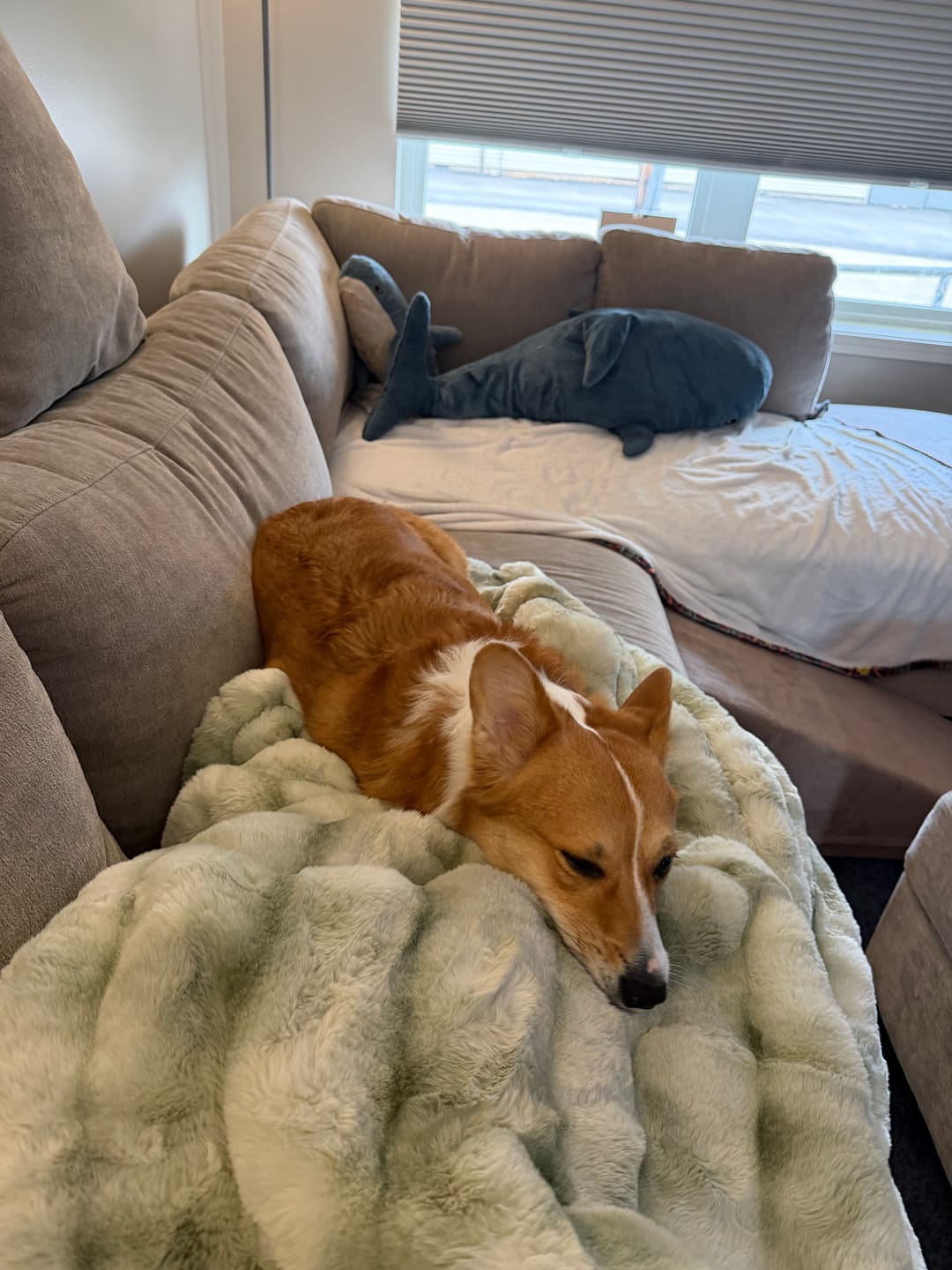 Customer photo review of Extreme Ultra Cloud Desert Sage Blanket