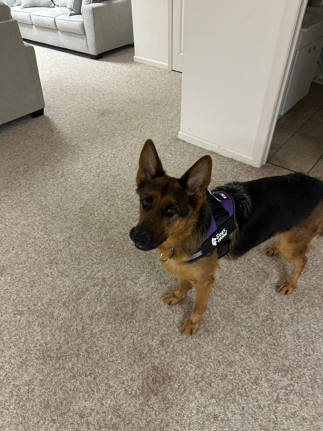 Customer photo review of Personalized Dog Harness