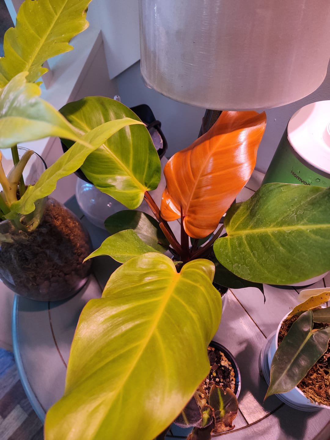 Customer photo review of Philodendron 'McColley's Finale'