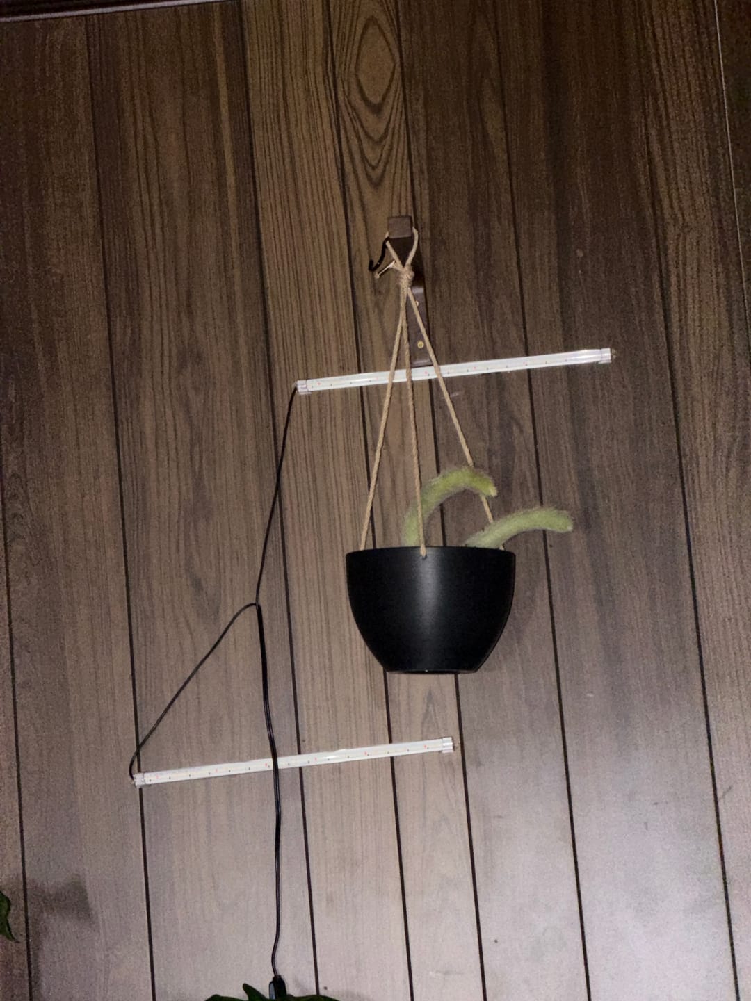 Customer photo review of 8" & 12" Signature Stone Hanging Planter