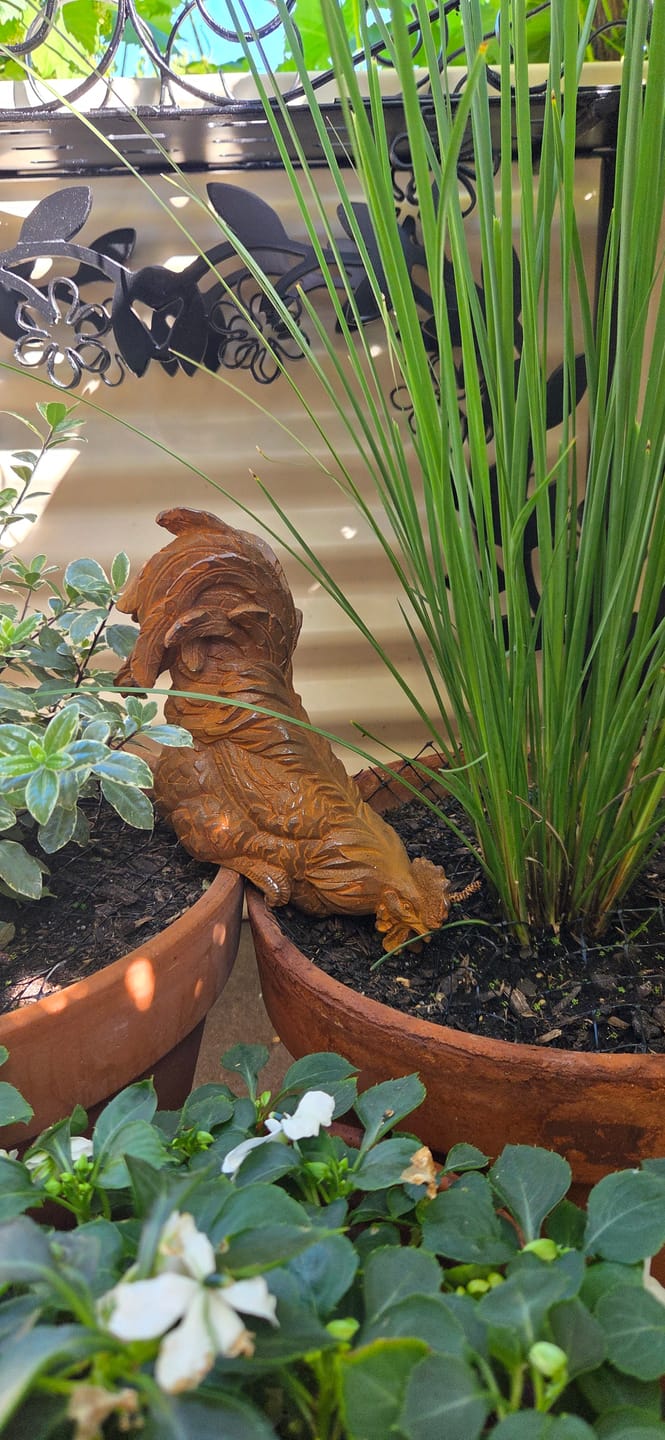 Customer photo review of Monsieur Panache French Provincial Rooster Ledge Sitter, Rust Cast Iron 21.5cm