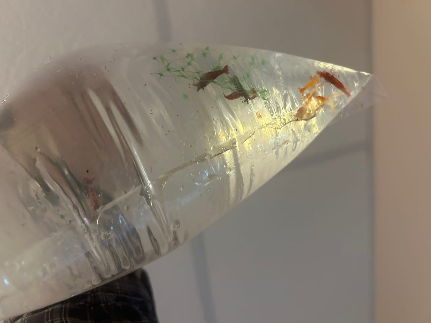 Customer photo review of Fire Red Cherry Shrimp (Bright Red Neocaridina)