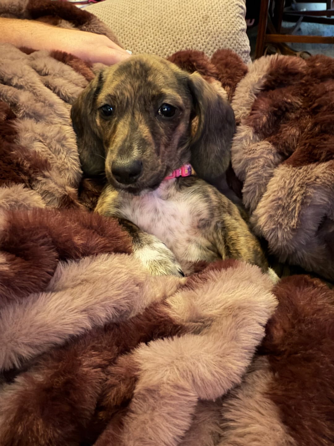 Customer photo review of Hugs Shelby Mulberry Diamond Blanket